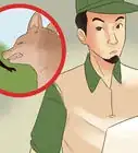 Survive a Coyote Attack