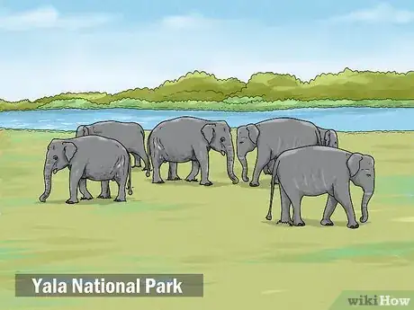 Image titled See Elephants in Sri Lanka Step 4