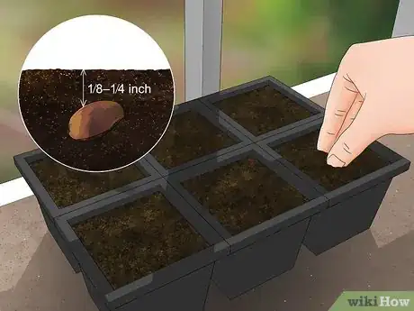 Image titled Grow Evergreen Trees Step 4