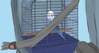 Travel with Pets by Car