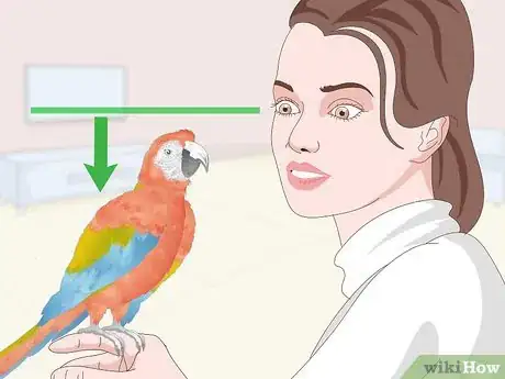 Image titled Treat and Prevent Macaw Bites Step 6