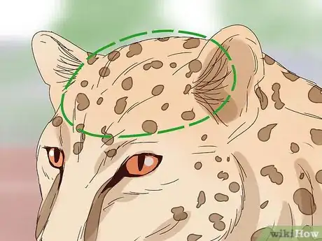 Image titled Tell a Cheetah and Leopard Apart Step 9
