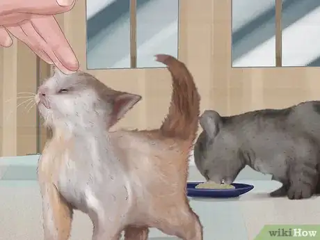 Image titled Socialize Your Kitten Step 4