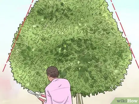 Image titled Prune a Dappled Willow Step 11