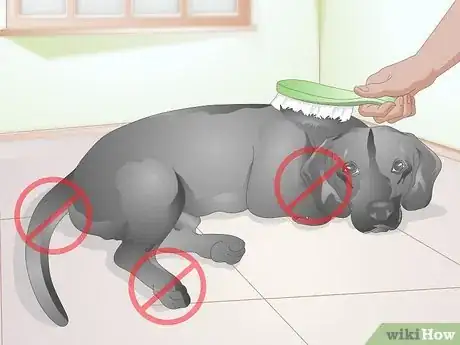 Image titled Brush Your Dog Without Tickling It Step 4