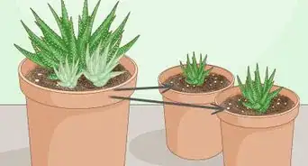 Care for a Zebra Succulent