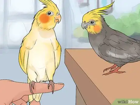 Image titled Keep Multiple Cockatiels Step 2
