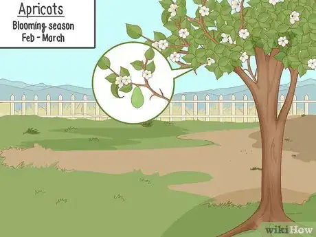 Image titled Pollinate Fruit Trees Step 3