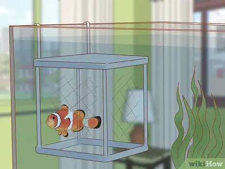 Image titled Choose Good Tankmates for Seahorses Step 11