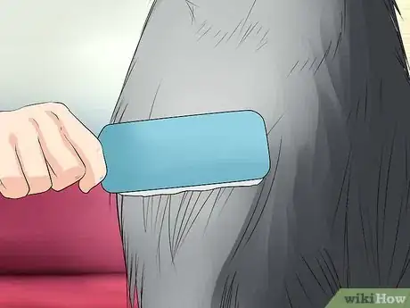 Image titled Care for Collies Step 12