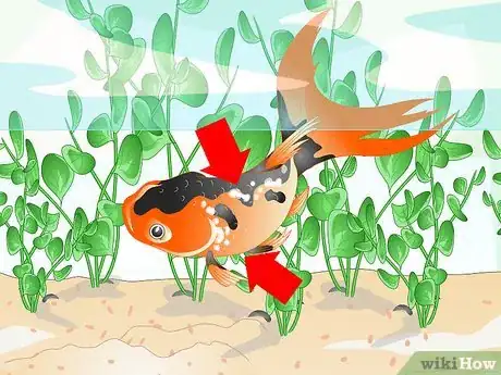 Image titled Identify Aquarium Fish Diseases Step 3