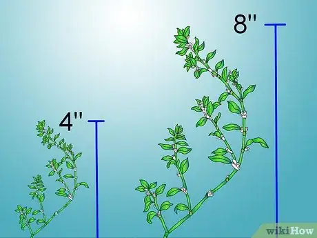 Image titled Identify Knotweed Step 10