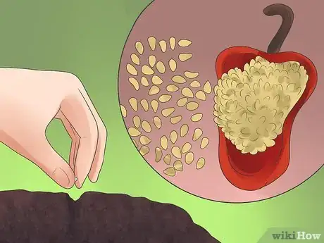 Image titled Grow Bell Peppers Step 1
