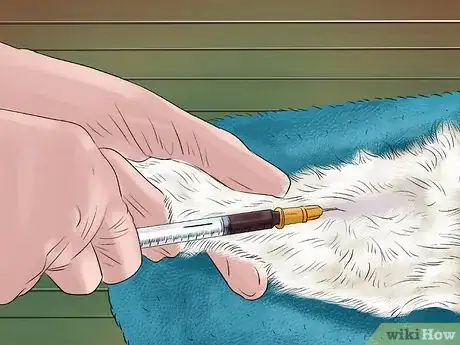 Image titled Diagnose and Treat Feline Bronchitis Step 5