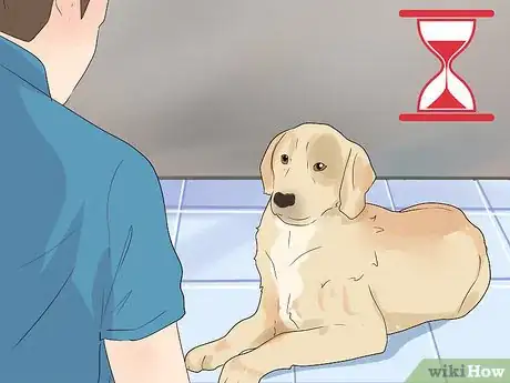 Image titled Get a Dog to Do a Handstand Step 8