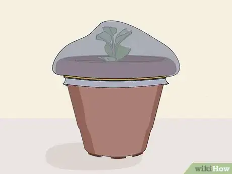 Image titled Take Softwood Cuttings Step 11