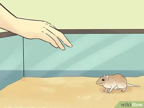 Image titled Care for a Shaw's Jird Step 6