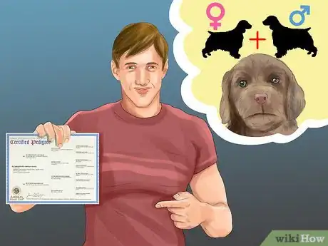 Image titled Identify a Sussex Spaniel Step 11