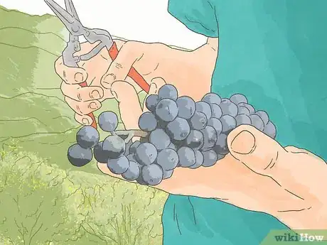 Image titled Become a Wine Sommelier Step 6