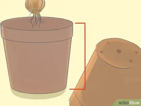 Image titled Transplant Daffodils Step 10