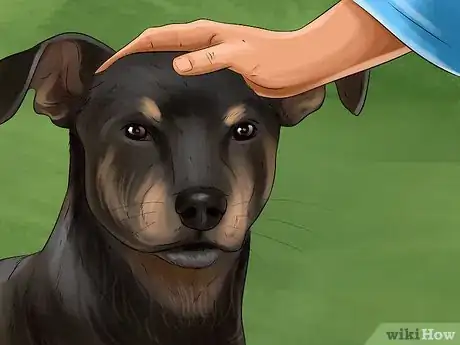 Image titled Train a Manchester Terrier Step 5