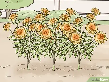 Image titled Grow a Sustainable Garden Step 14