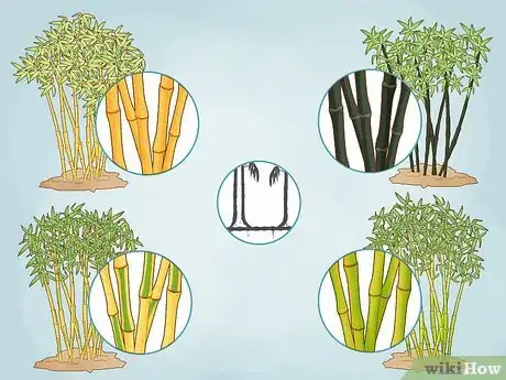 Image titled Buy Bamboo Step 1