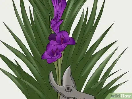 Image titled Cut Gladiolus Step 2
