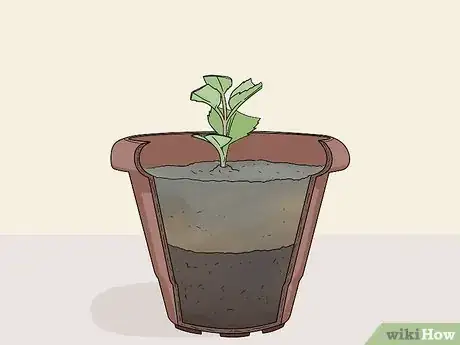 Image titled Take Softwood Cuttings Step 10