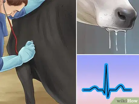 Image titled Treat and Prevent Nitrate Toxicity in Cattle Step 10