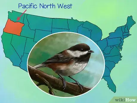 Image titled Recognize the Chickadee Step 8