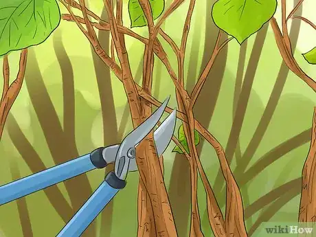 Image titled Prune a Redbud Tree Step 13