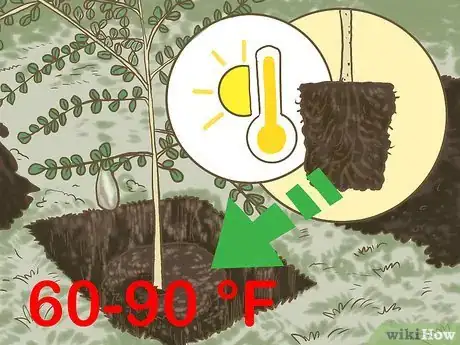 Image titled Grow Finger Limes Step 4