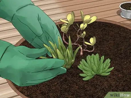 Image titled Create a Dish Garden Step 8