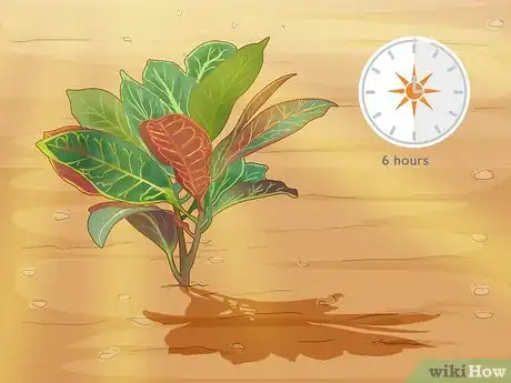 Image titled Care for a Croton Petra Step 5
