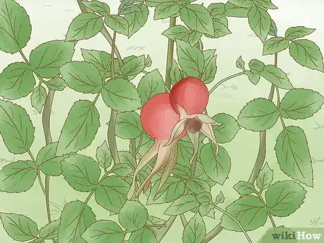 Image titled Breed Purple Roses Step 20