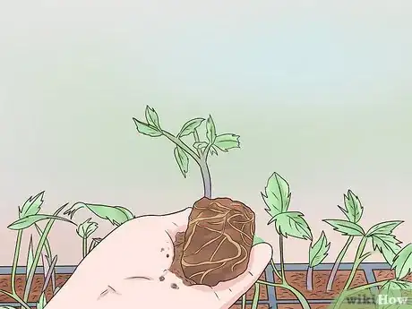 Image titled Grow Tomatoes Upside Down Step 13