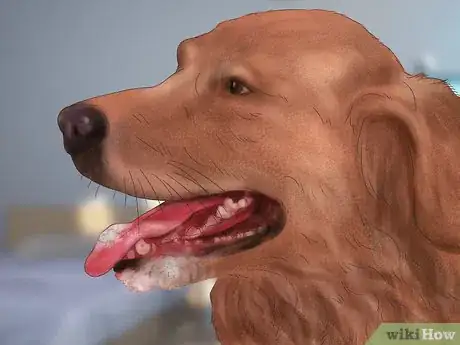 Image titled Treat a Dog for Rabies Step 16