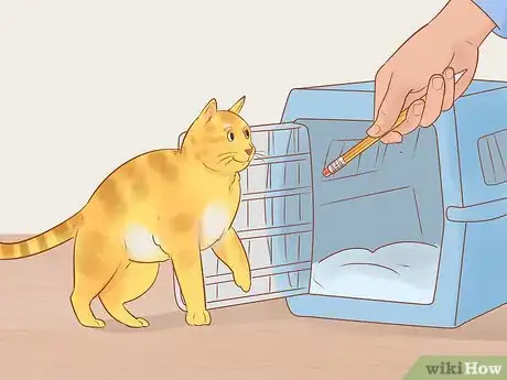 Image titled Target Train a Cat Step 15