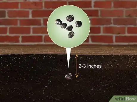 Image titled Grow Akebia Quinata Step 12