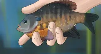 Catch Bluegill