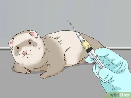 Image titled Diagnose and Treat Epizootic Catarrhal Enteritis in Ferrets Step 7