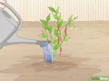 Image titled Grow Hotter Chillies Step 7