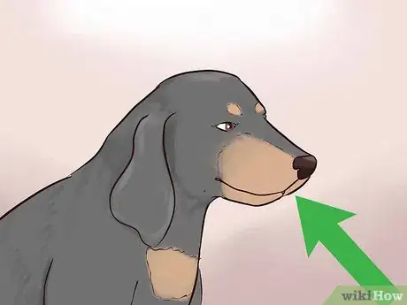 Image titled Identify a Black and Tan Coonhound Step 4
