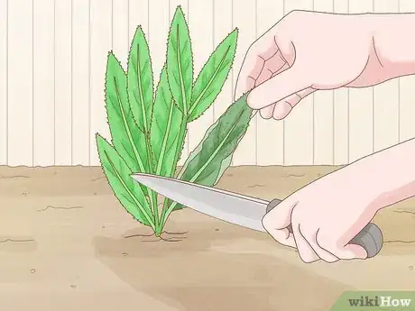 Image titled Grow Eryngium Foetidum Step 14