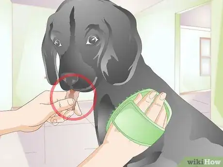 Image titled Brush Your Dog Without Tickling It Step 8