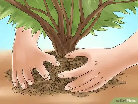 Image titled Plant Evergreen Shrubs Step 16
