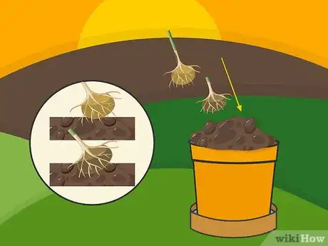 Image titled Plant Bulbs in Pots Step 08