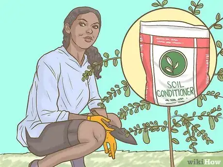 Image titled Grow Finger Limes Step 8