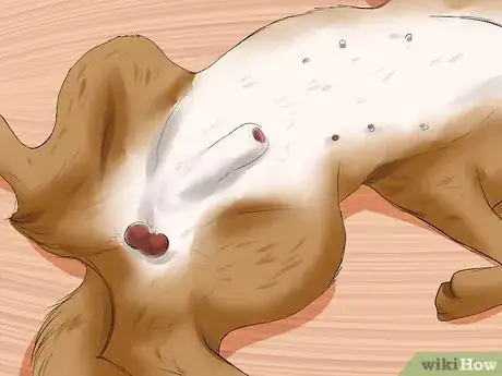 Image titled Diagnose Hypothyroidism in Golden Retrievers Step 6